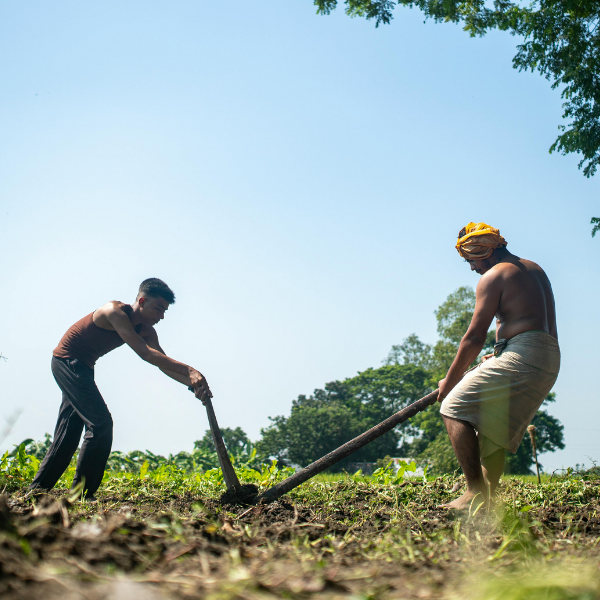 Integrating gender in cotton farming